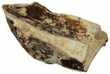 Fossil Triceratops Shed Tooth - Montana #352055-1